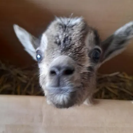 Canard Casa di campagna Fromelles