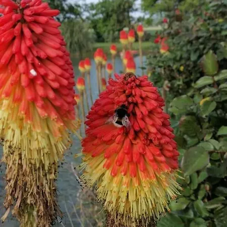 Canard Casa di campagna *