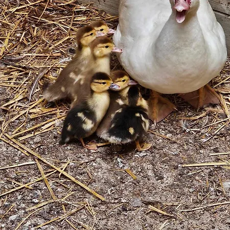 Séjour à la campagne Canard *