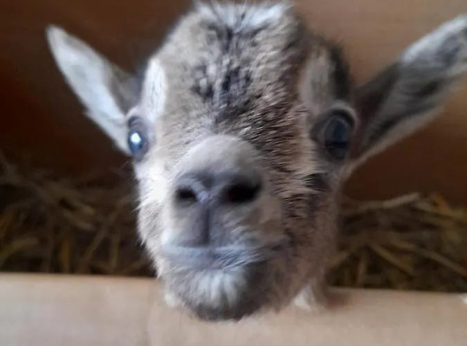 Canard Holiday home Fromelles