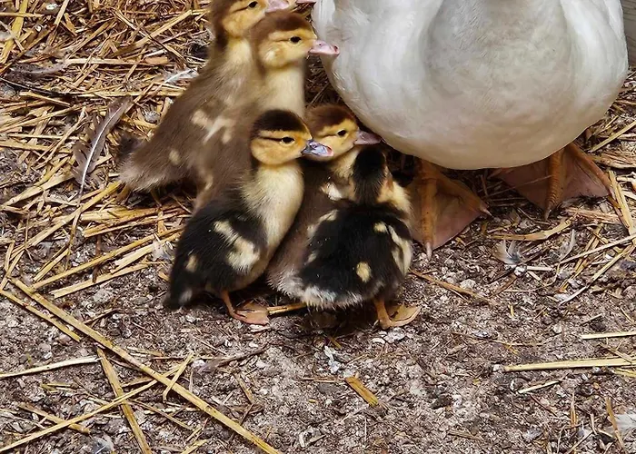 Holiday home Canard *