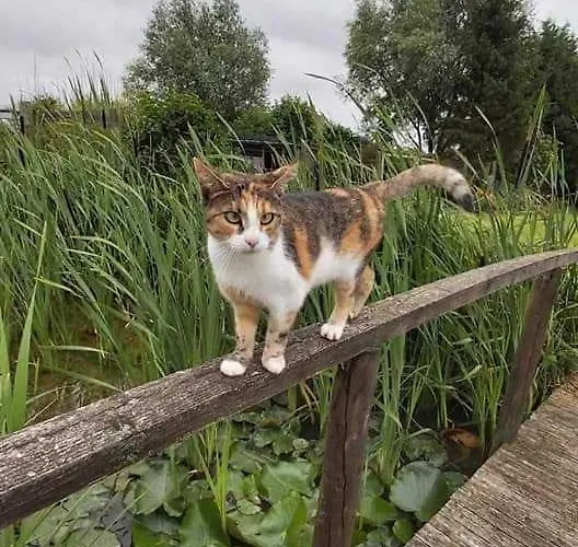 Holiday home Canard Fromelles